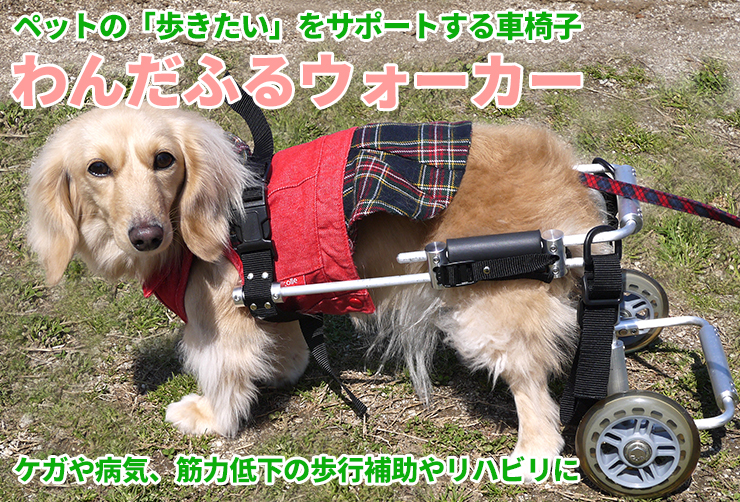 老犬の自立歩行を助ける補助用品 犬用車いす サイズ調節型 を発売 株式会社アールオーエヌのプレスリリース
