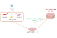 治験、1例目を実施!~iPS細胞から作った細胞とバイオマテリアルのハイブリッド製品~