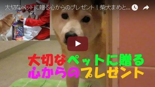 少し早めのクリスマスプレゼント のほほん系柴犬2匹と飼い主の 家族の絆 に賞金10万円 Eureka Au損保 第2回ペット動画コンテスト受賞作品発表 株式会社クリーク アンド リバー社のプレスリリース 少し早めのクリスマスプレゼント のほほん系柴犬2匹と飼い主の 家族の絆 に賞金10万円 Eureka Au損保 第2回ペット動画コンテスト受賞作品発表 株式会社クリーク アンド リバー社のプレスリリース
