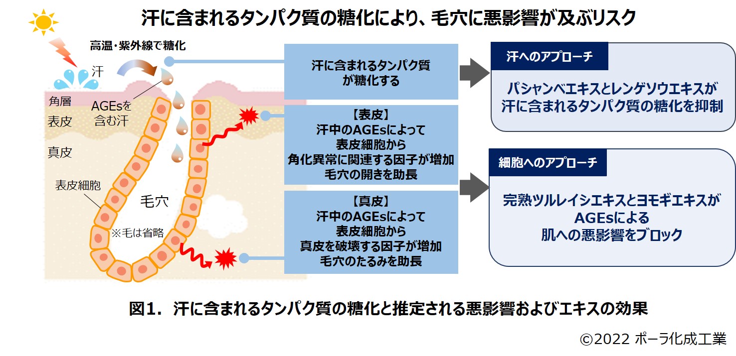 汗の成分が糖化することを新たに発見 ポーラのプレスリリース