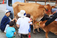 横須賀朝市に関口牧場の牛がやってくる！いちご よこすかポートマーケットで特別イベント開催（11月16日）