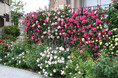 石和名湯館 糸柳、初の「薔薇の小道フェスタ 2025」を開催!市の花「バラ」で笛吹市を盛り上げます