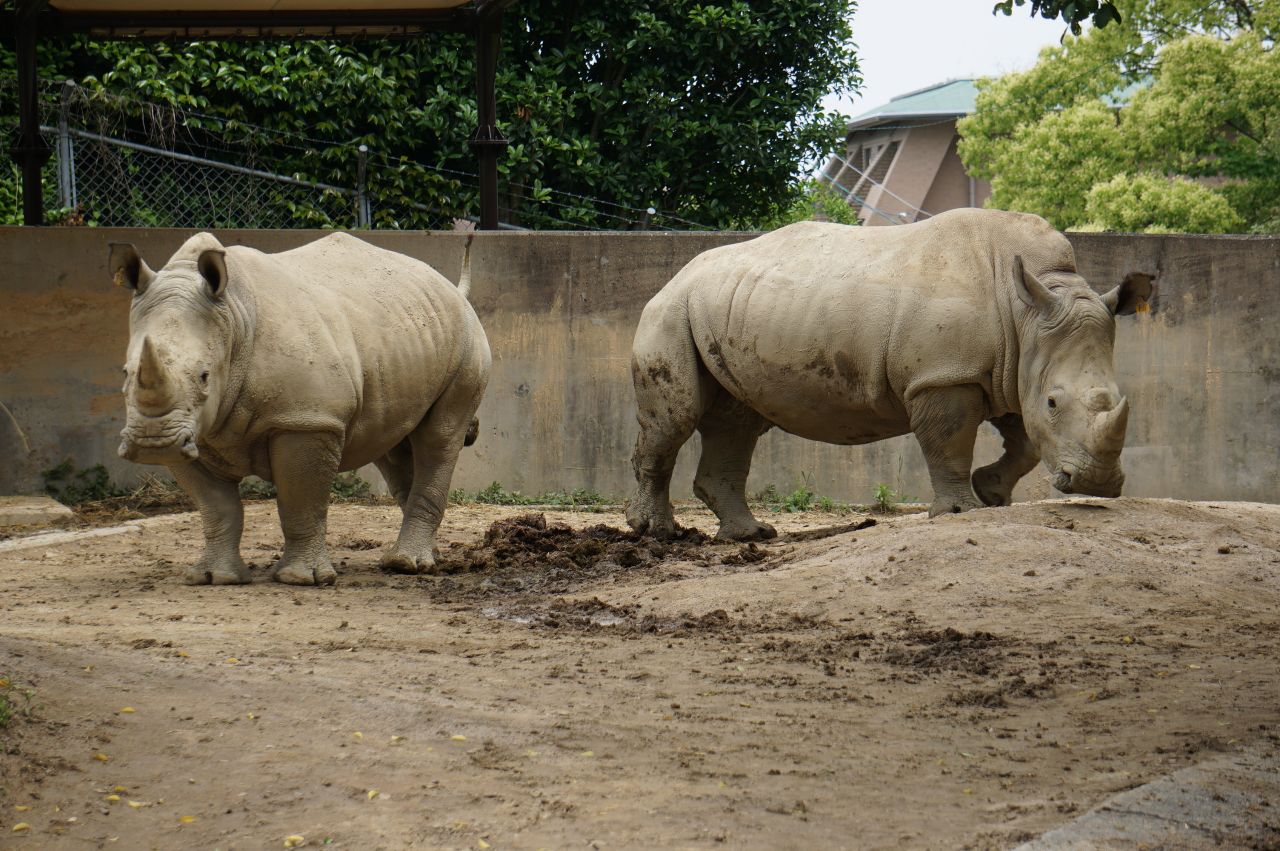 キューサイ 福岡市動物園 ミナミシロ サイ 名付けイベントにキュー サイ お楽しみセットを提供 キューサイ株式会社のプレスリリース