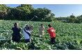NHK総合「あしたが変わるトリセツショー」に取材協力しました　スーパーフード ケールの特徴や栽培のこだわり、青汁製造の様子が紹介！