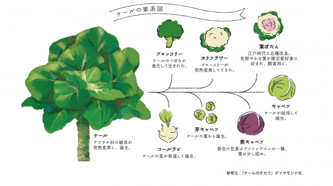 Kale de Kale Fiber_ケールの家系図