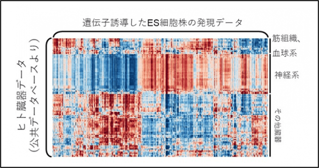 【図2】遺伝子誘導したES細胞株とヒト組織の相関を算出し、可視化