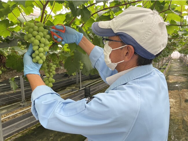 2023年4月28日初収穫の様子