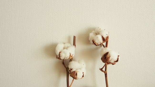 【無料・数量限定】帆布の老舗・タケヤリ製品ご購入で「綿花の種」がもらえる！全商品対象のプレゼントキャンペーン実施中。 (2) – フジテレビュー!!