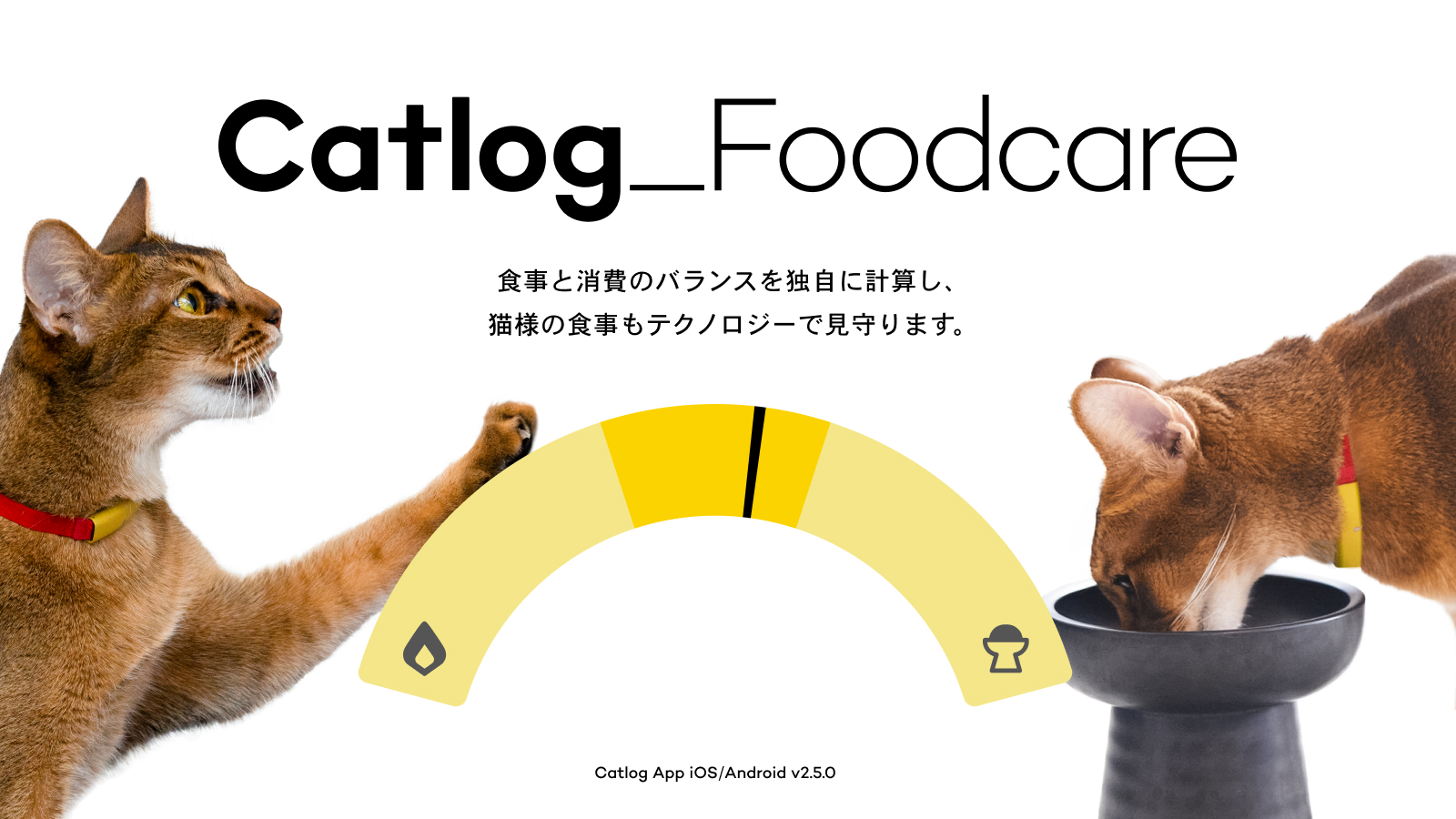 Catlog®（キャトログ）12億件を超える猫様データを活用し、猫様の