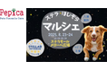すべては人とペットの笑顔のために ㈱ぺピカ主催の週末ペットイベント“ステラ ほしぞらマルシェ” 猛暑を避けた夕刻に開催