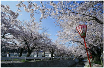 熊坂川沿いの桜の様子