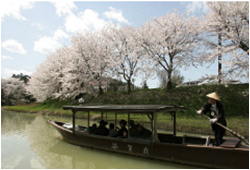 旧大聖寺川沿いの桜の様子