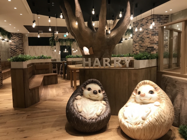 世界初のハリネズミカフェで有名なharryが待望の横浜に動物カフェを新open 合同会社ms Bunnyのプレスリリース