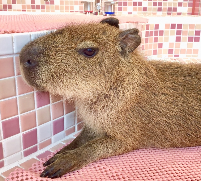 新しい体験型都会の動物園 原宿かわいい動物園 が原宿竹下通りにnew Open 企業リリース 日刊工業新聞 電子版