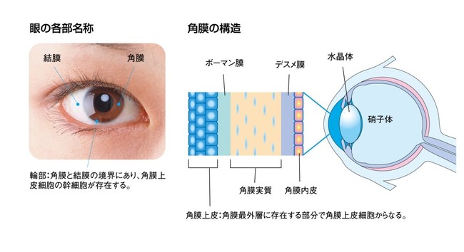 図1　角膜上皮の役割