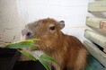 眼科医療機器メーカーが地元蒲郡市の水族館へつぶらな瞳のカピバラを寄贈