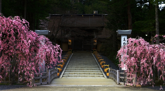 4月下旬、咲き誇る金剛峯寺山門のしだれ桜