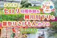 《日帰りツアー》みやま市セロリ収穫体験＆柳川川下りと雛祭りさげもんめぐり