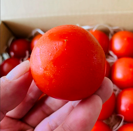 極甘フルーツトマト（イメージ）