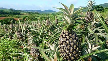 農事組合法人石垣島海のもの山のもの②