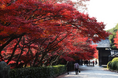 今こそ行こう山口!毛利氏庭園の紅葉と瑠璃光寺五重塔ツアーのお知らせ