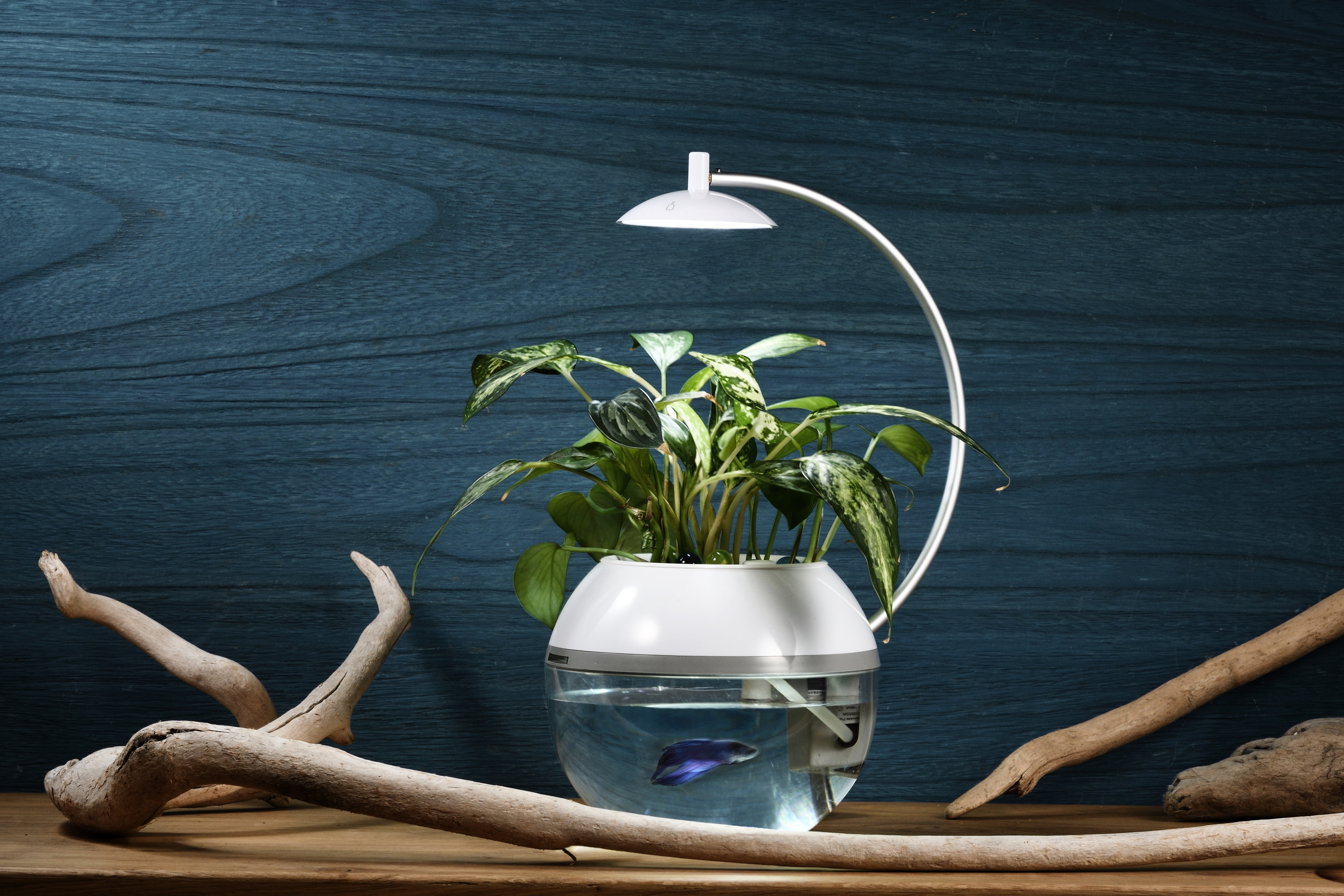 新商品 間接照明に 生命 を 植物と魚を育成できるledライト Herb Fish X クラウドファンディング目標達成500 超え 株式会社solidのプレスリリース