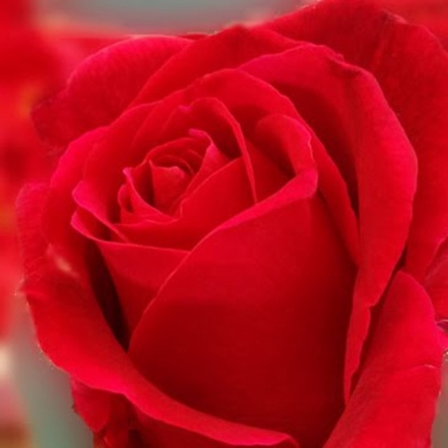 深紅のバラ「さ姫」