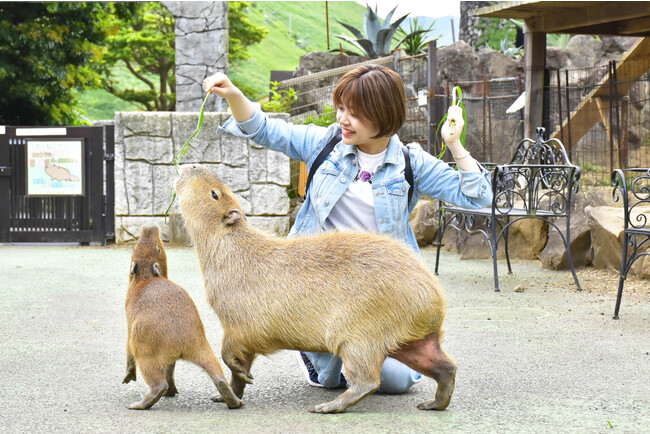 【伊豆シャボテン動物公園チケット付きプラン】イメージ