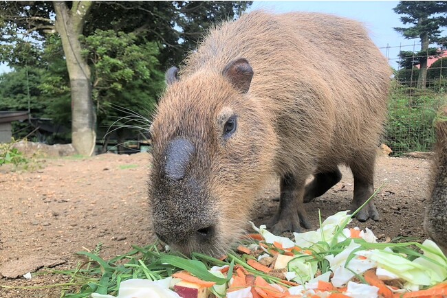 伊豆代表「モミジ」の普段の様子