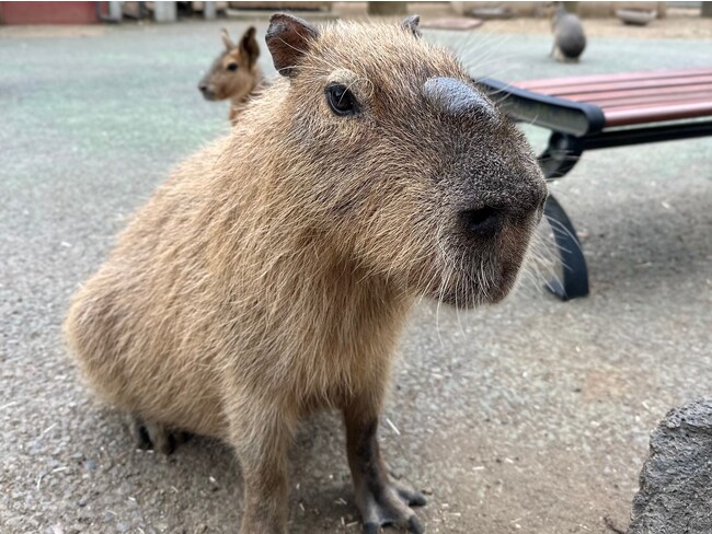 伊豆シャボテン動物公園「モミジ」