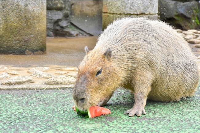 カピバラのスイカ早食い競争