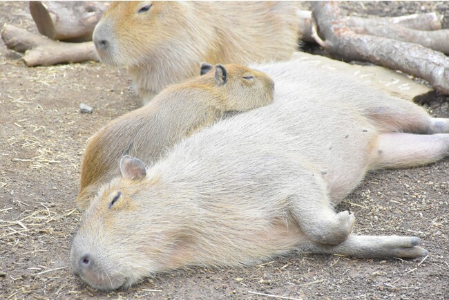 カピバラ