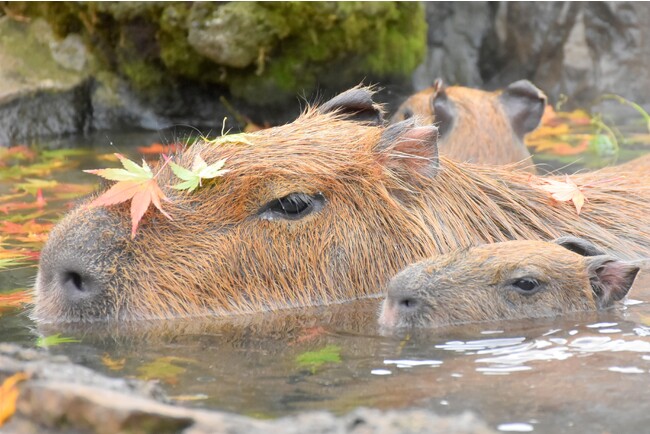 紅葉の湯