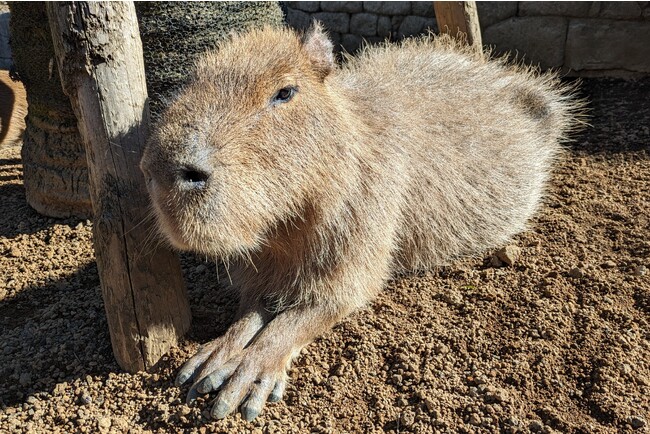 伊豆シャボテン動物公園「トリュフ」