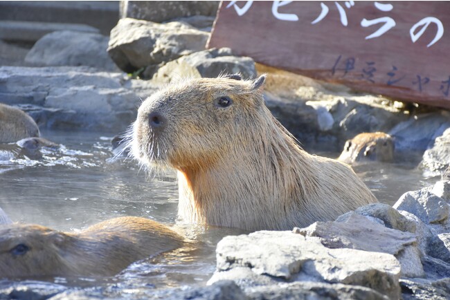 お風呂に浸かるカピバラ