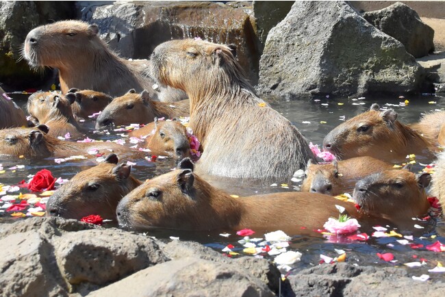 バラの湯