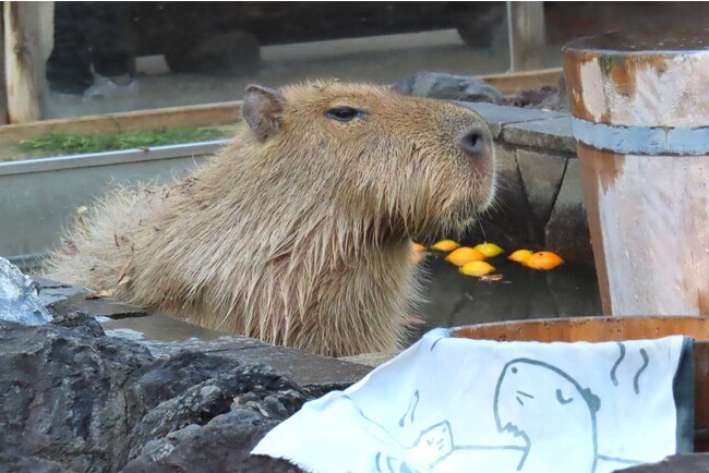 埼玉県こども動物自然公園「ヘチマ」