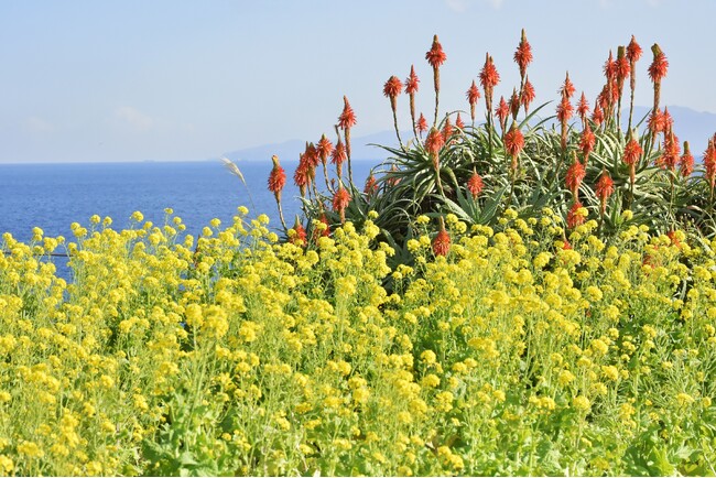 菜の花とアロエが見頃