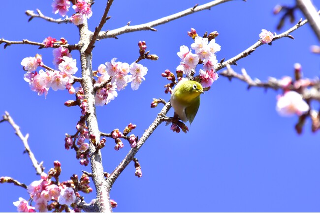 愛らしいメジロの姿も