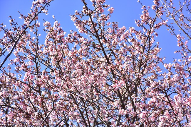 約100本の寒桜が彩る