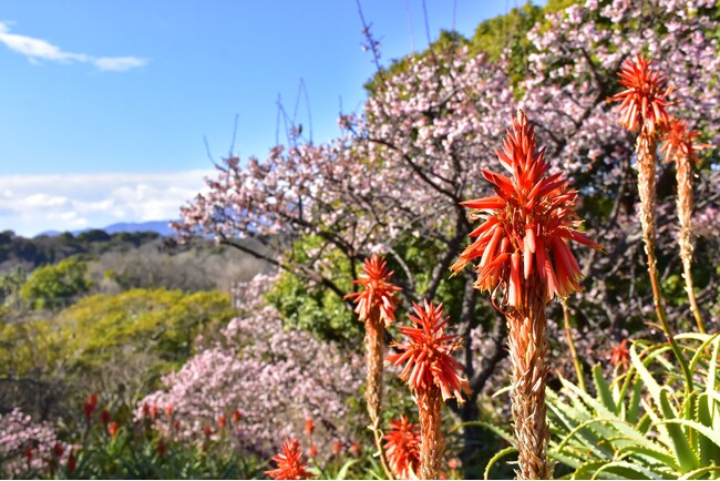 キダチアロエの赤い花と寒桜