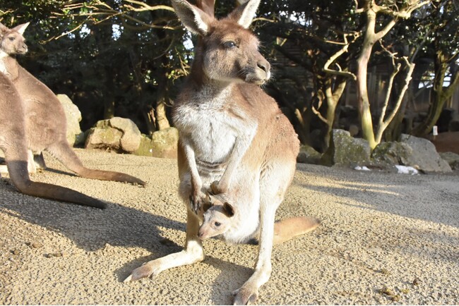 伊豆シャボテン動物公園で「クロカンガルー」と「パルマワラビー」の赤ちゃんが誕生！