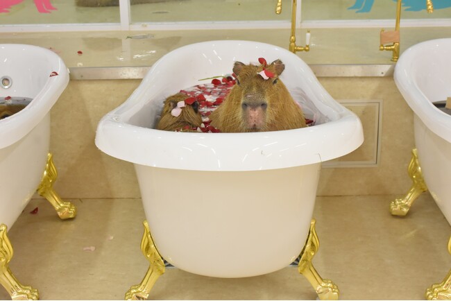 カピバラの猫足風呂