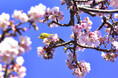 伊豆・城ケ崎海岸のフラワーガーデンで寒桜が見頃に!愛らしいメジロも飛来
