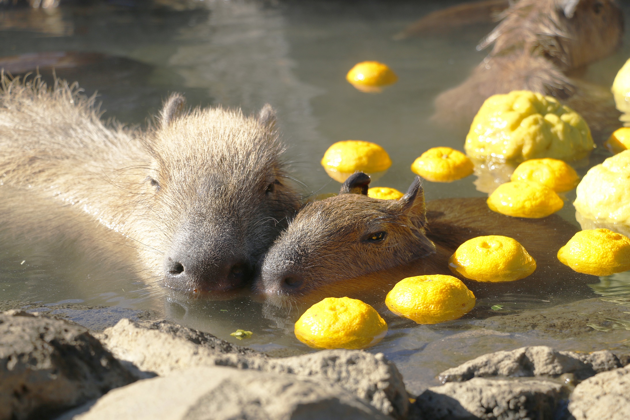 伊豆シャボテン動物公園 Love ゆ Event が盛りだくさん 元祖カピバラの露天風呂 株式会社伊豆シャボテン公園のプレスリリース