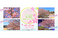 静岡県伊東市・地元が愛するご当地桜「城ケ崎桜」が伊豆ぐらんぱる公園でもうすぐ見頃!
