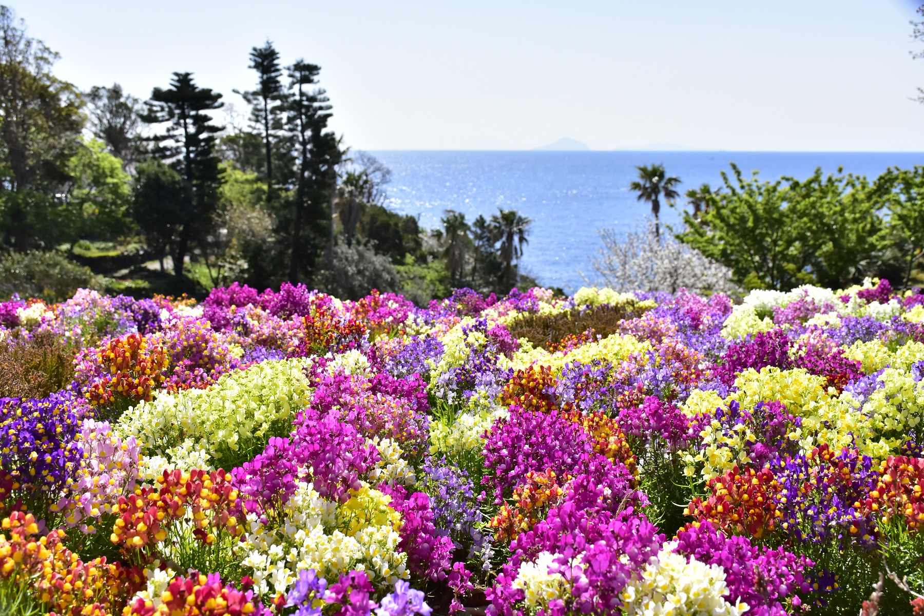 伊豆 城ケ崎海岸のフラワーガーデンをカラフルな花々が彩る 株式会社伊豆シャボテン公園のプレスリリース