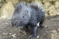 伊豆シャボテン動物公園でインドタテガミヤマアラシの赤ちゃん誕生!4月に生まれた白と黒の双子のきょうだいと一緒にすくすく成長