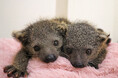 屋内型ふれあい動物園「アニタッチ MARK IS 静岡」で2025年8月24日（日）にビントロングの赤ちゃんが2頭誕生！