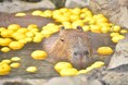 伊豆シャボテン動物公園で恒例の「カピバラのゆず湯」を開催 ～2025.12/22(月)は「冬至」！ カピバラもゆず湯でぽっかぽか～